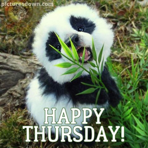 Thursday morning message panda free download