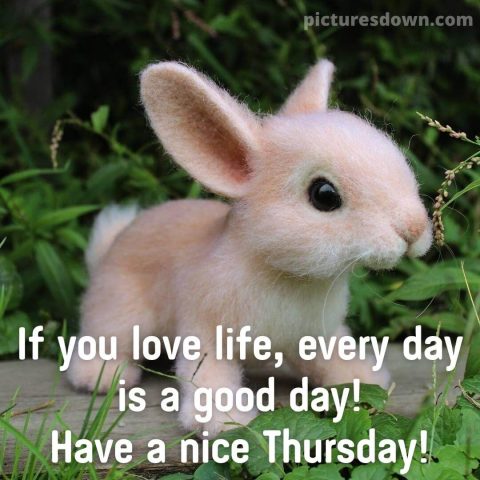 Good thursday morning picture rabbit free download