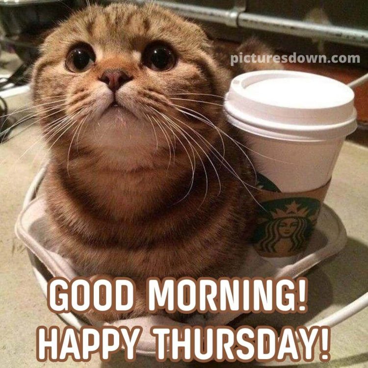 Good thursday morning picture cute cat free download