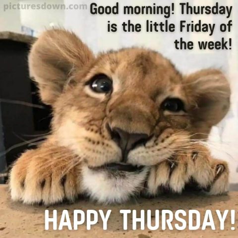 Good thursday morning picture lionet free download