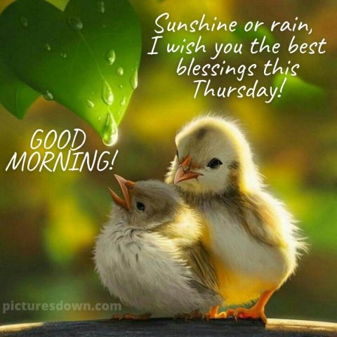 Good thursday morning picture chickens free download