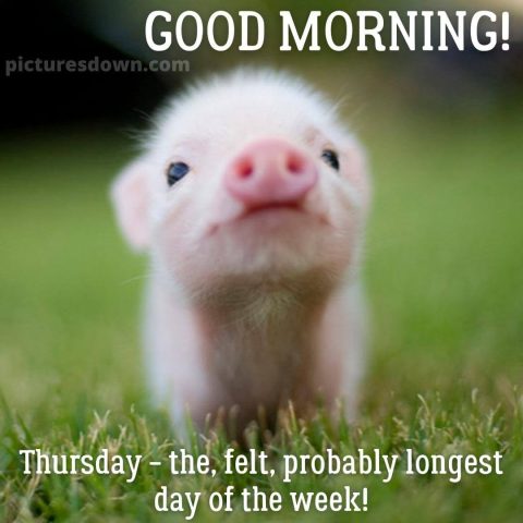 Good thursday morning picture little pig free download
