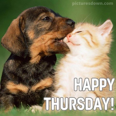 Good morning thursday image cat and dog free download