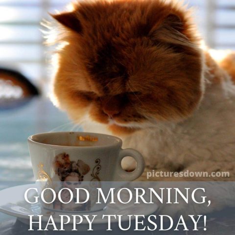 Good morning tuesday coffee picture cat free download