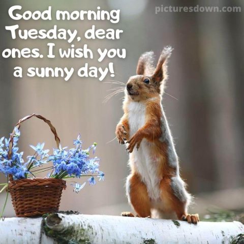 Good morning tuesday funny image Squirrel and flowers free download
