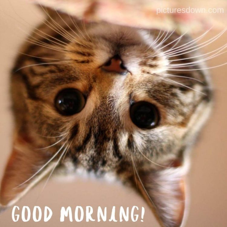 Good morning tuesday funny image cat free download