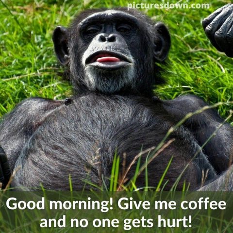 Good morning tuesday funny image monkey free download