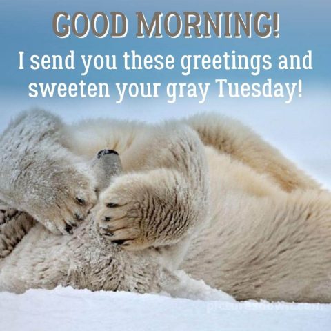 Good morning tuesday funny image polar bear free download