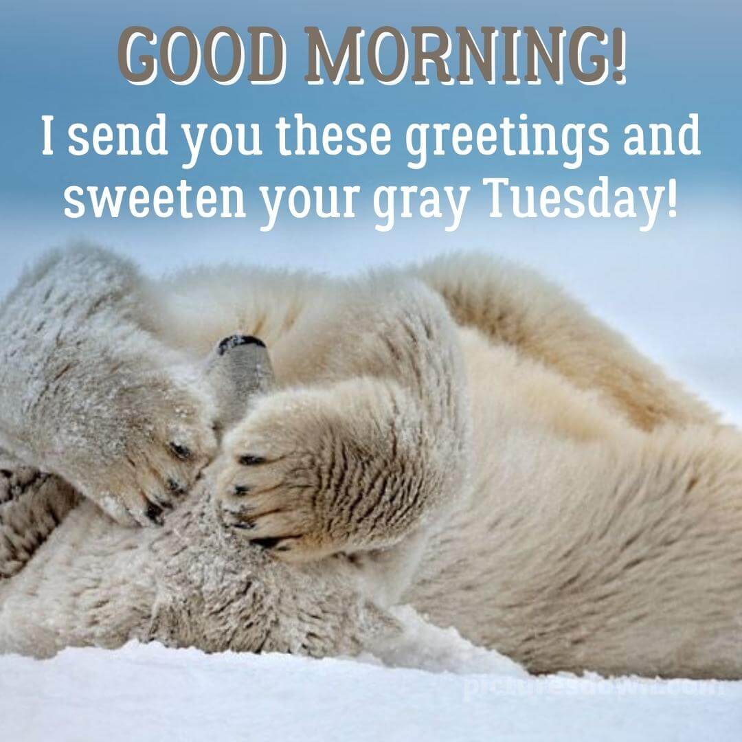 Good Morning Tuesday Funny Image Polar Bear - Picturesdown.com