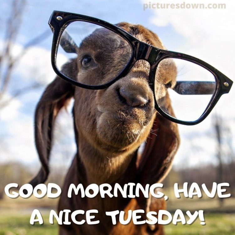 Good morning tuesday funny image sheep free download