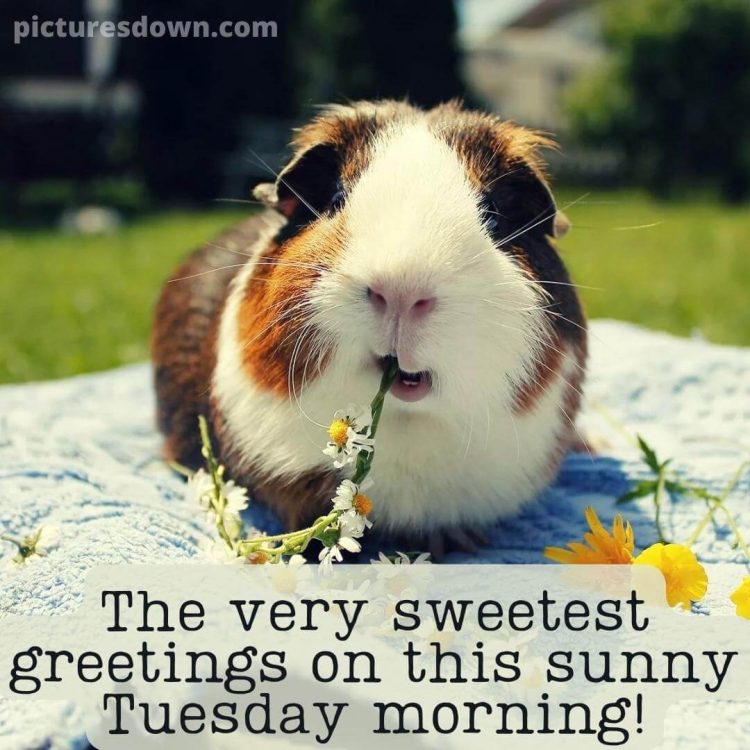 Good morning tuesday funny image hamster free download