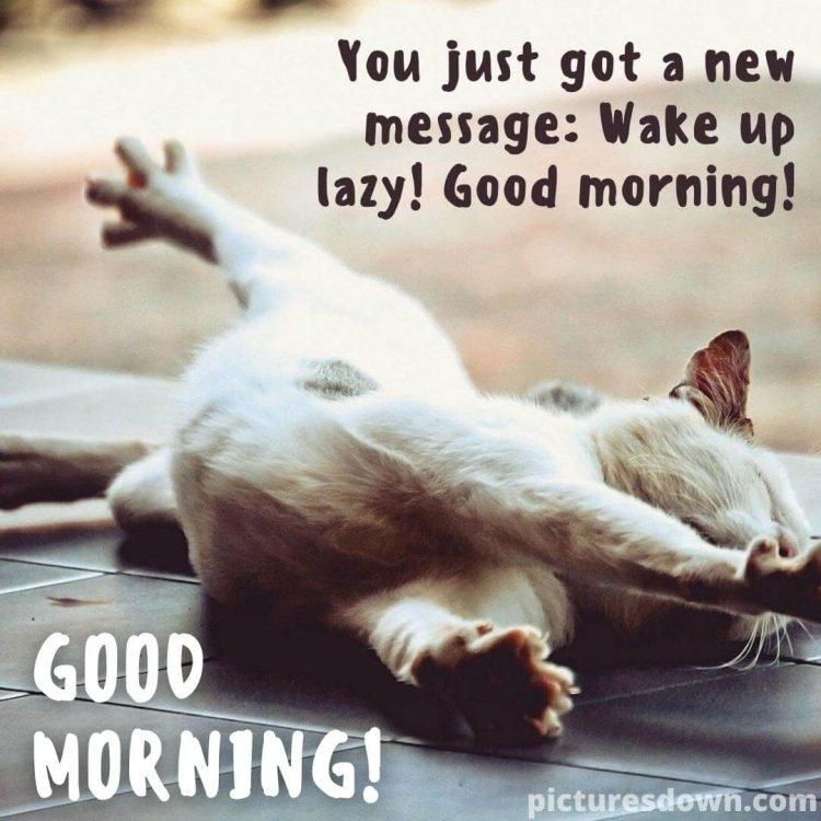 Good morning tuesday funny image stretching cat free download