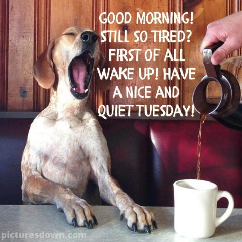 Good morning tuesday funny image dog and coffee free download