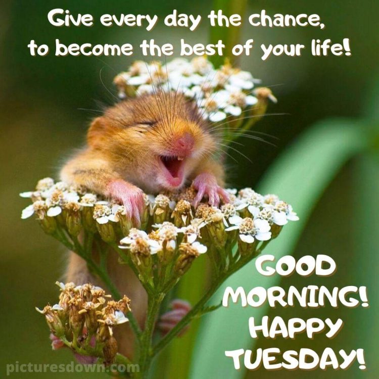 Good morning tuesday funny image mouse free download