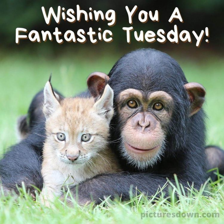Good morning tuesday funny image monkey and lynx free download