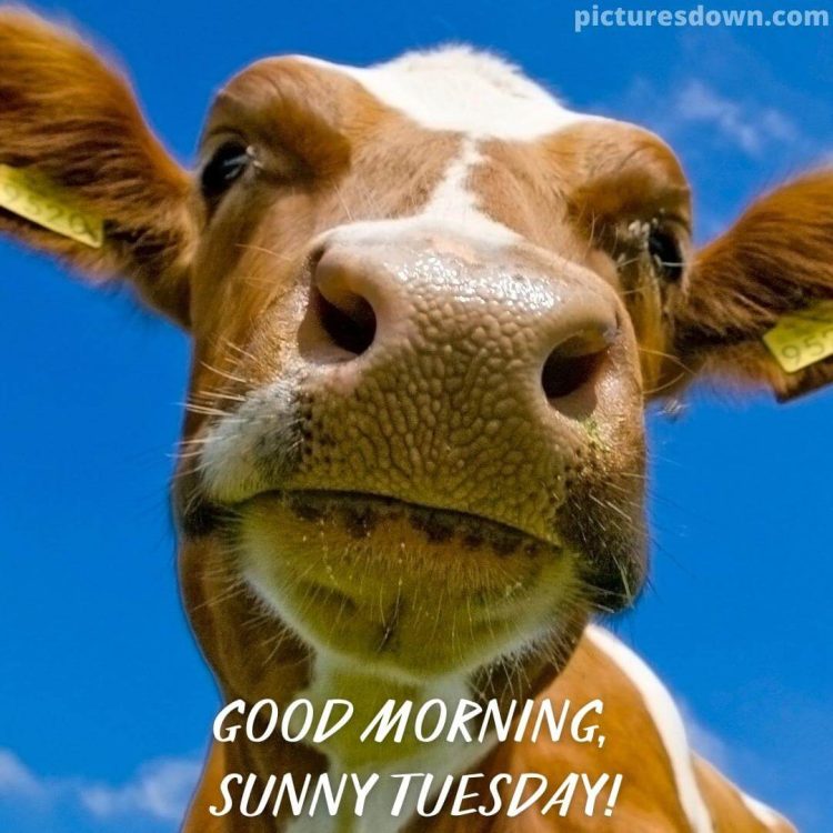Good morning tuesday funny image cow free download