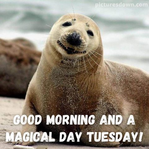 Good morning tuesday funny image fur seal free download