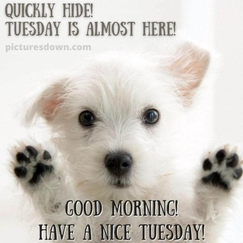Good morning tuesday funny image dog free download