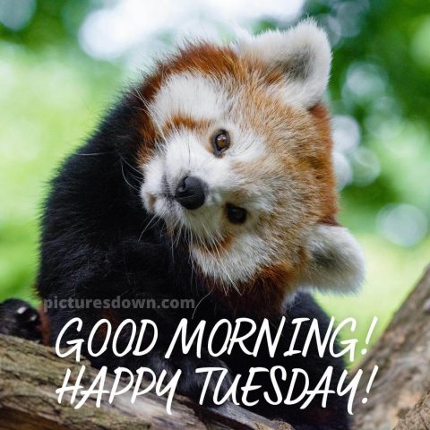 Good morning tuesday funny image panda free download