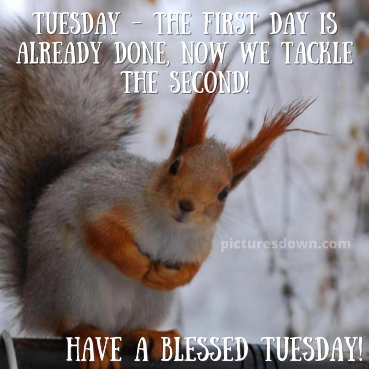 Good morning tuesday funny image squirrel free download