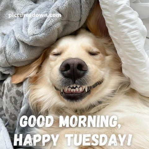 Good morning tuesday funny image dog in bed free download