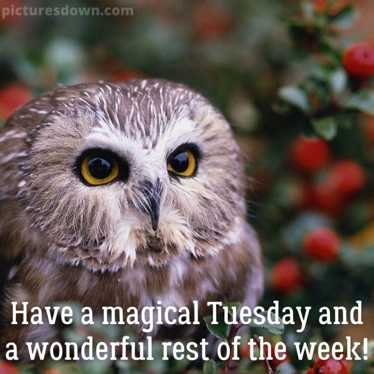 Good morning tuesday picture owl free download
