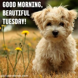 Good morning tuesday picture curly dog - picturesdown.com