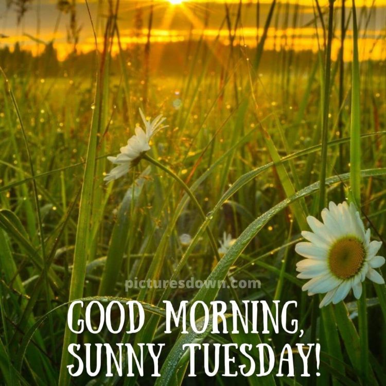 Good morning tuesday picture grass free download