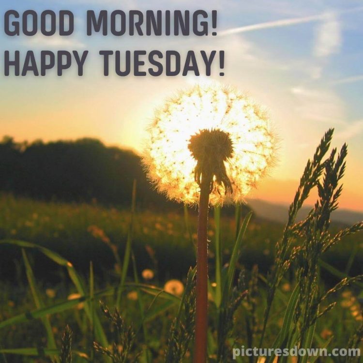 Good morning tuesday picture dandelion free download