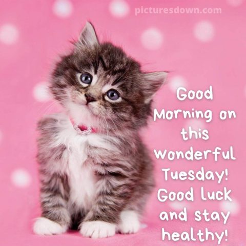 Good morning tuesday picture cat free download