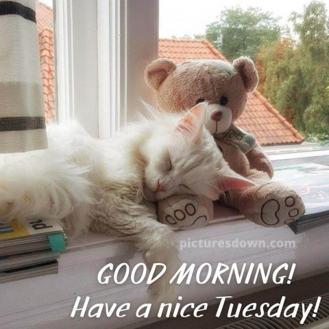 Image of good morning tuesday cat and bear free download