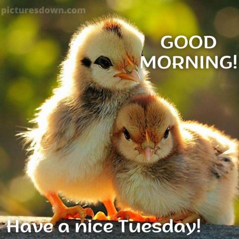 Good morning tuesday image chickens free download