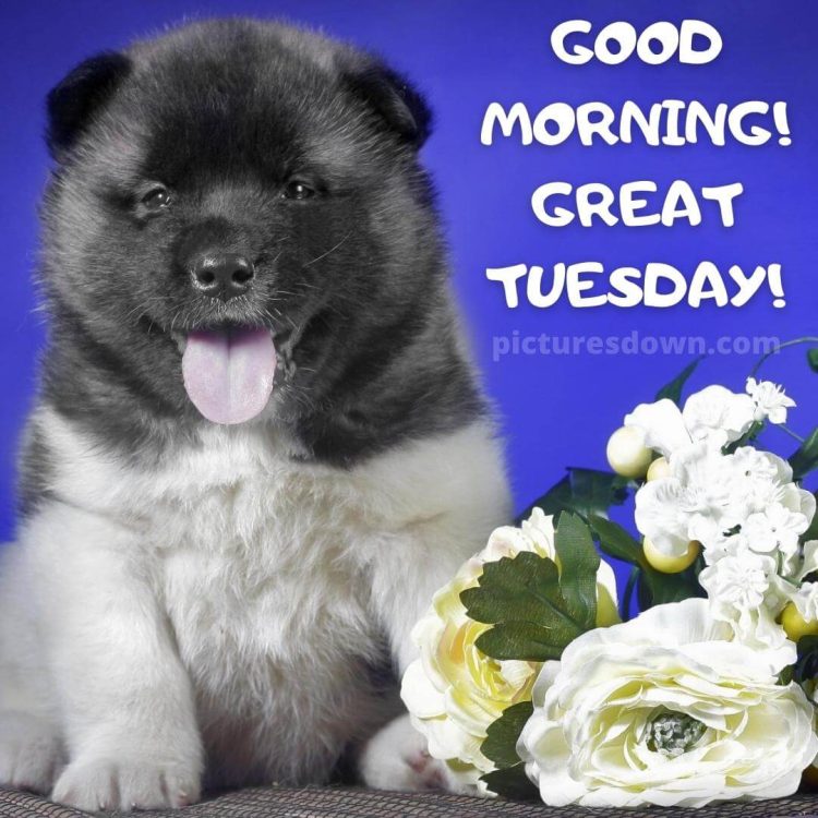 Good morning tuesday image dog and flowers free download