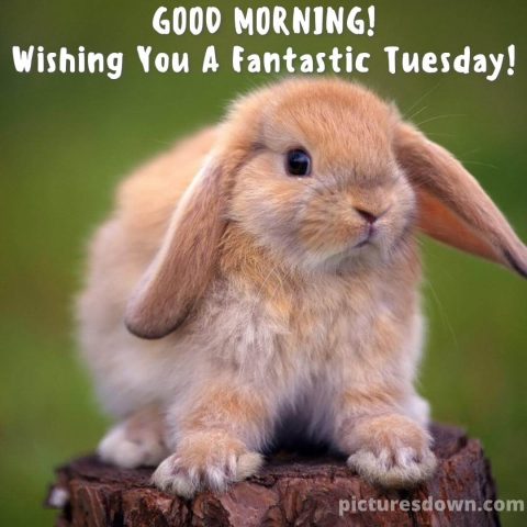Good morning tuesday image rabbit free download