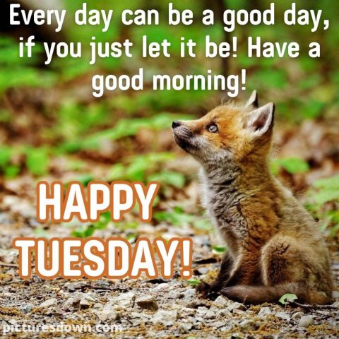 Good morning tuesday image fox free download