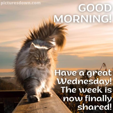 Good wednesday morning picture big cat free download