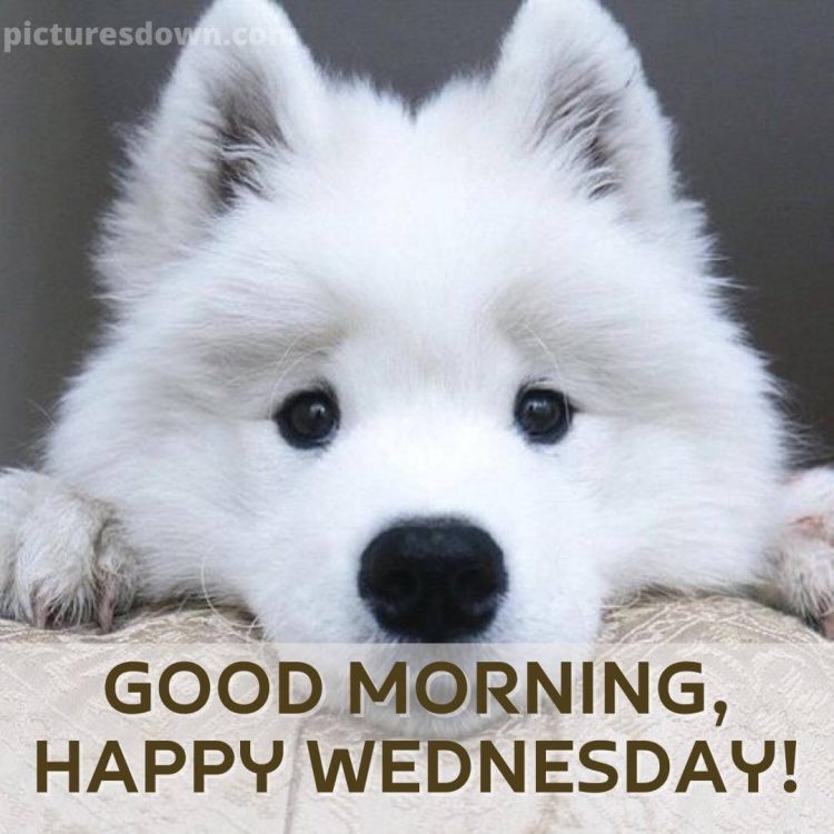 Good wednesday morning picture white dog free download