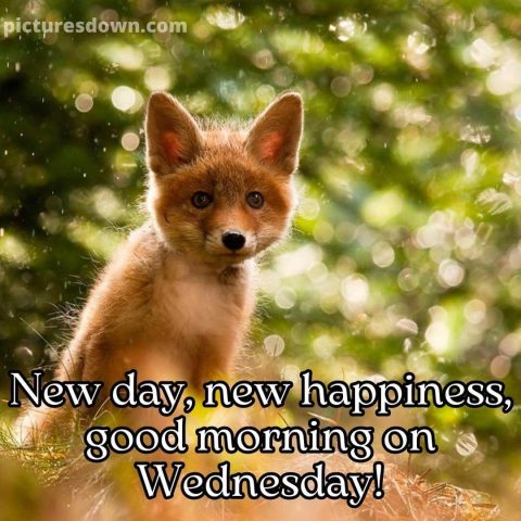 Good wednesday morning picture fox free download