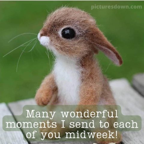 Good morning wednesday image bunny free download