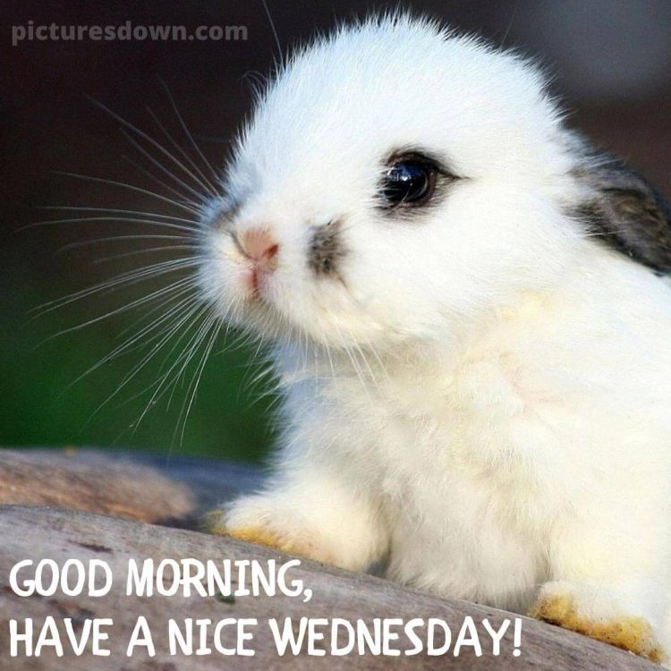 Wednesday morning images rabbit free download