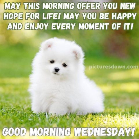 Wednesday morning images little dog free download