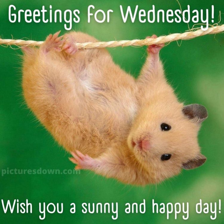 Wednesday morning images mouse free download