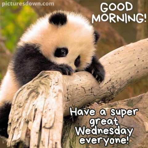 Wednesday morning images panda free download