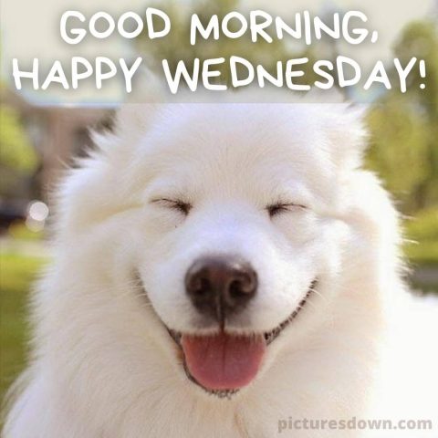 Wednesday morning images happy dog free download