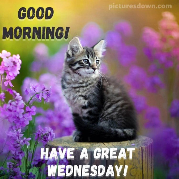 Wednesday morning images cat and flowers free download