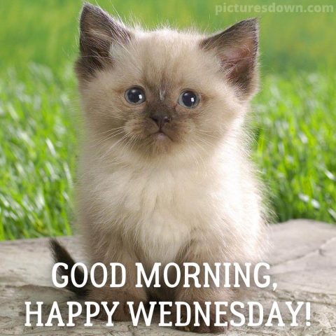 Good morning wednesday image cat free download