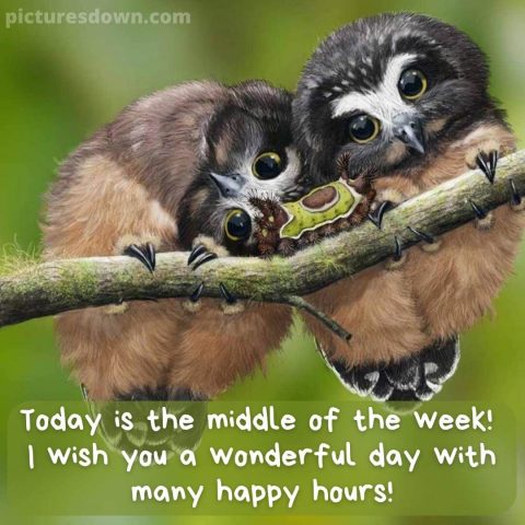 Good morning wednesday image owl free download