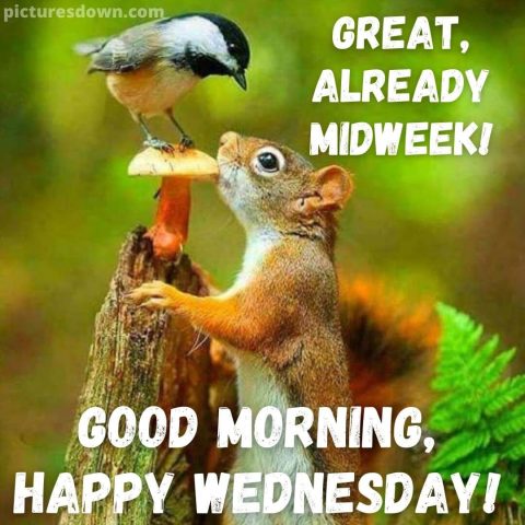 Good morning wednesday image squirrel free download
