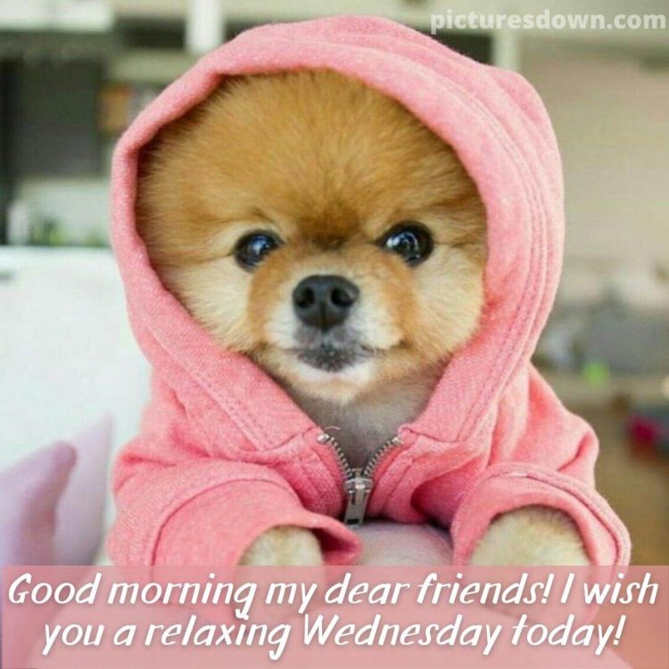 Good morning wednesday image dog in a coat free download