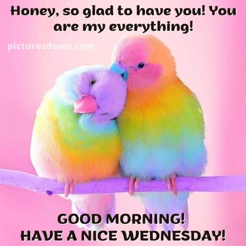 Good morning wednesday love image parrots free download